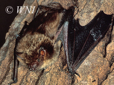 Eptesicus fuscus